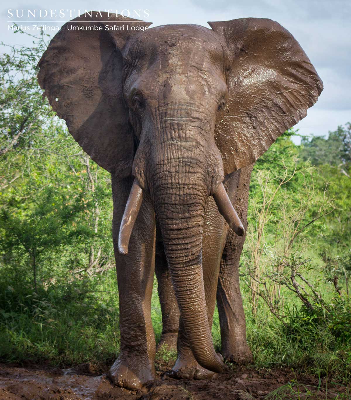 Umkumbe Elephant Sabi Sand Umkumbe Elephant Sabi Sand