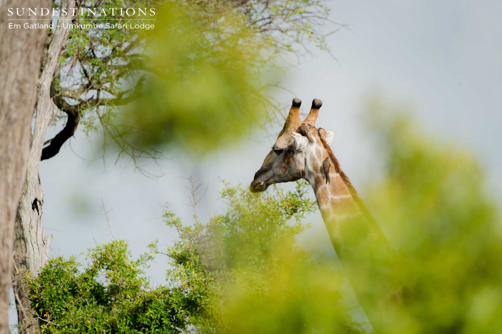 Giraffe Towering Above Sabi Sand Giraffe Towering Above Sabi Sand