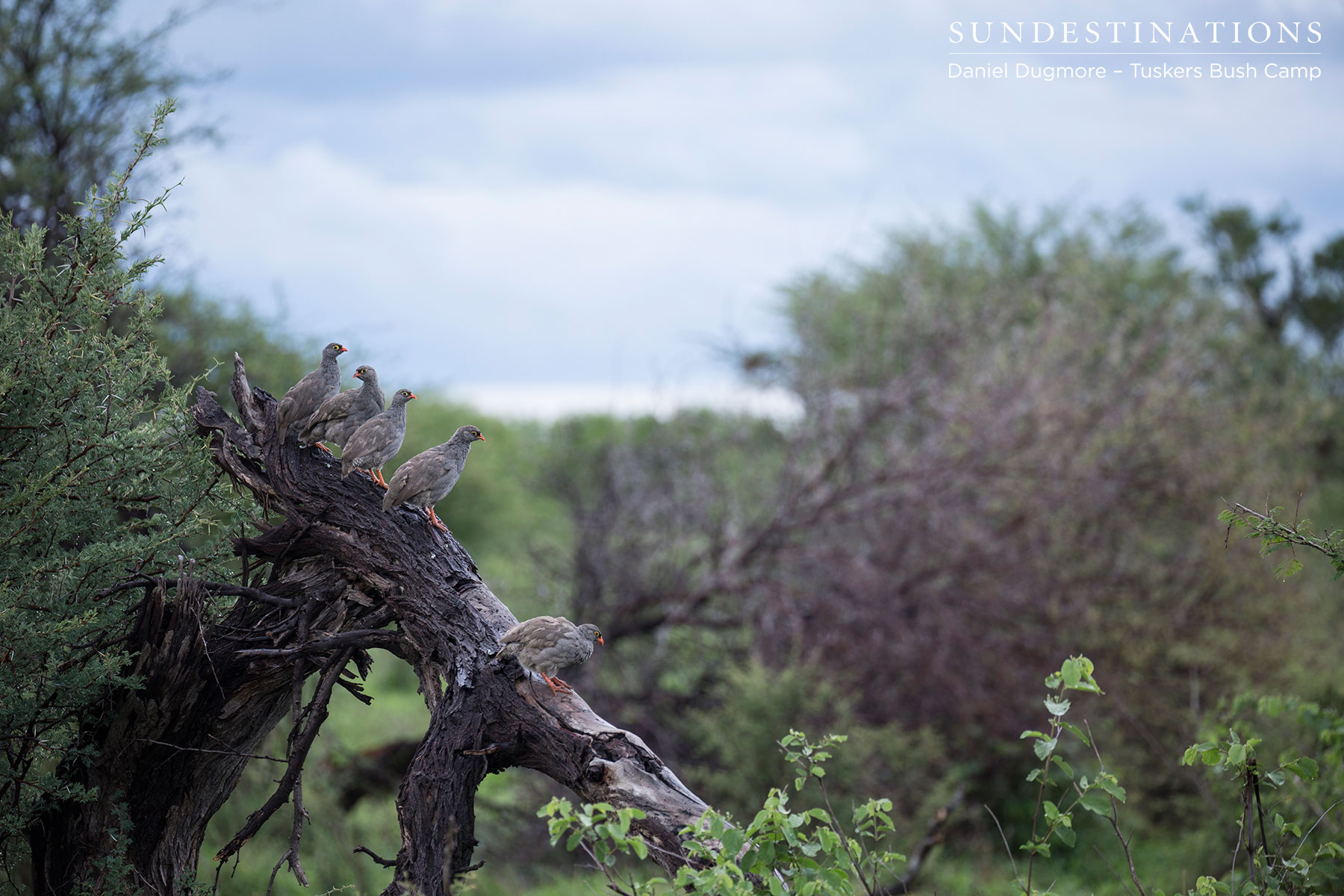 Red Billed Spurfowl Tuskers