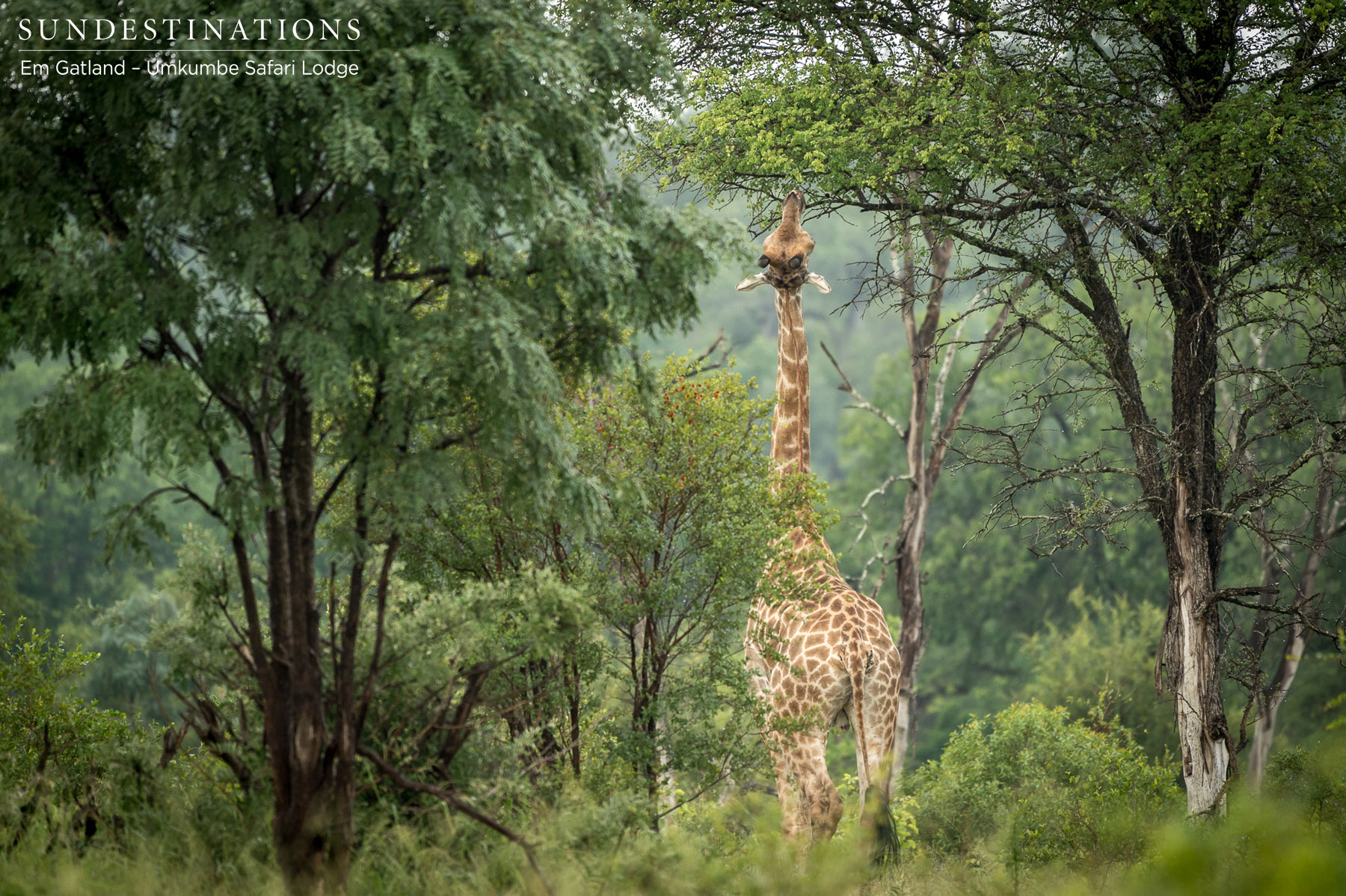 Giraffe at Umkumbe Safari Lodge