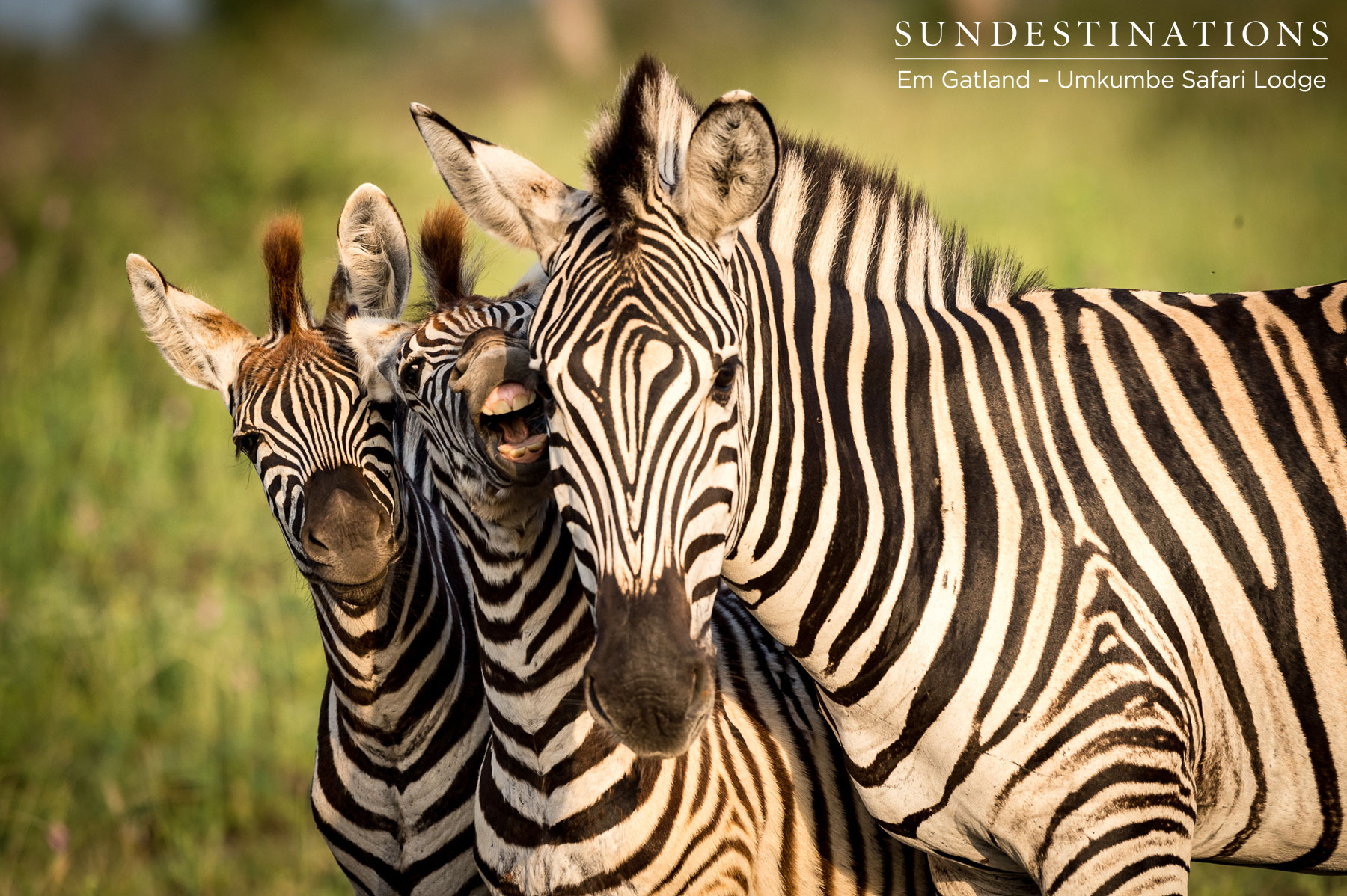 Umkumbe Zebra Sabi Sand