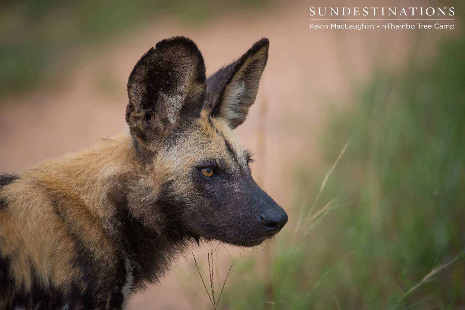 nThambo Tree Camp Wild Dog
