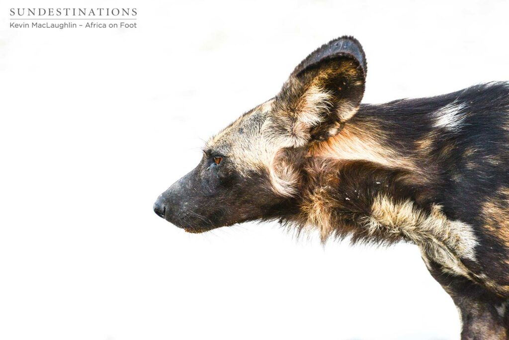 Wild Dogs Africa on Foot