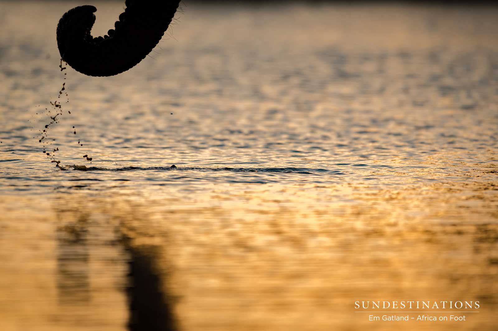 Elephant Trunks in the Water