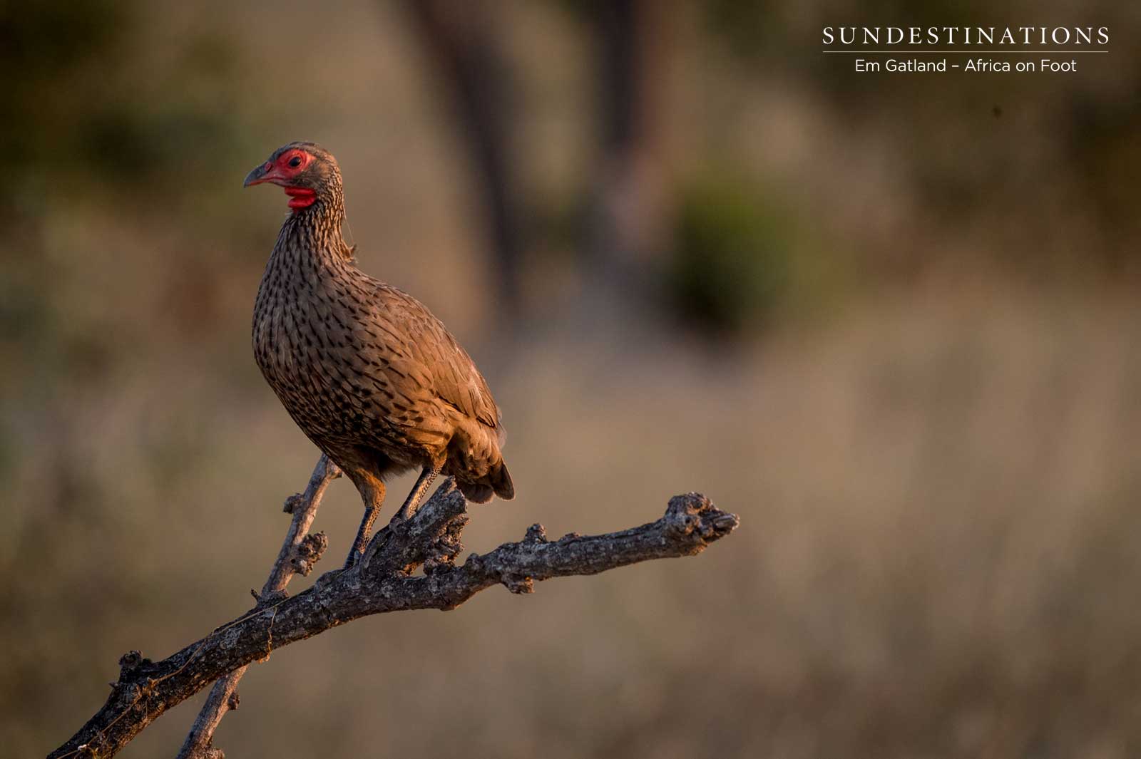 Bird at Africa on Foot