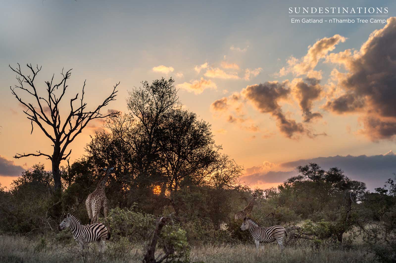 Zebra on the Horizon