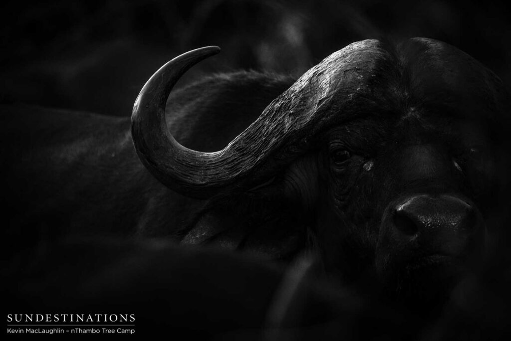 Buffalo in the shadows