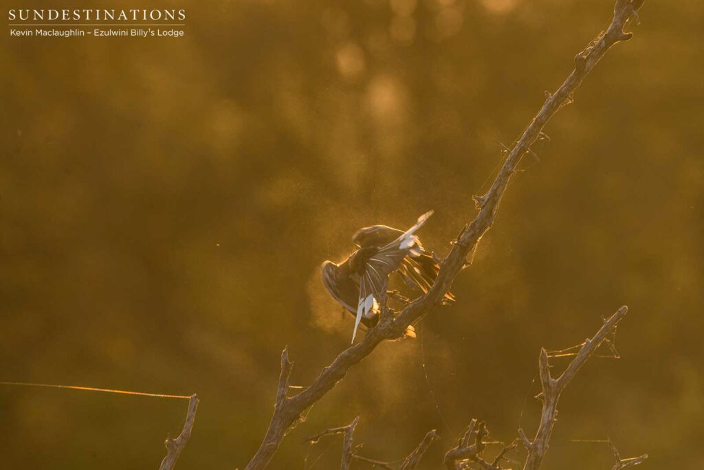 A red-billed hornbill takes off in a cloud of dust