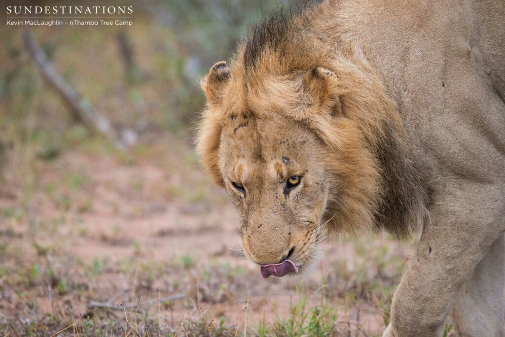 Two unknown male lions at Africa on Foot
