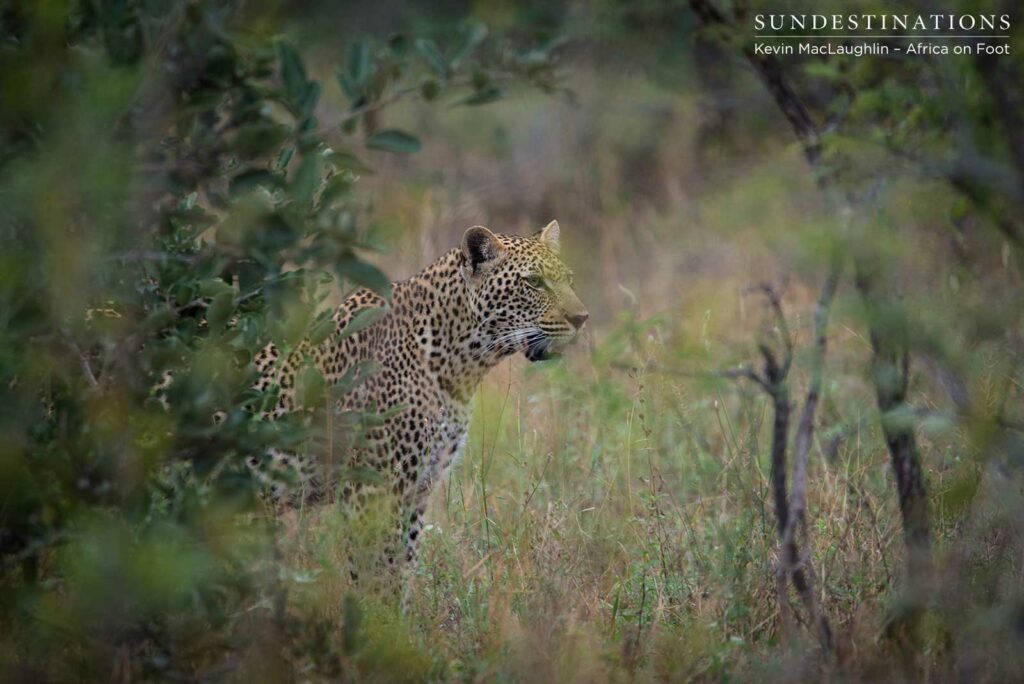Bundu male leopard