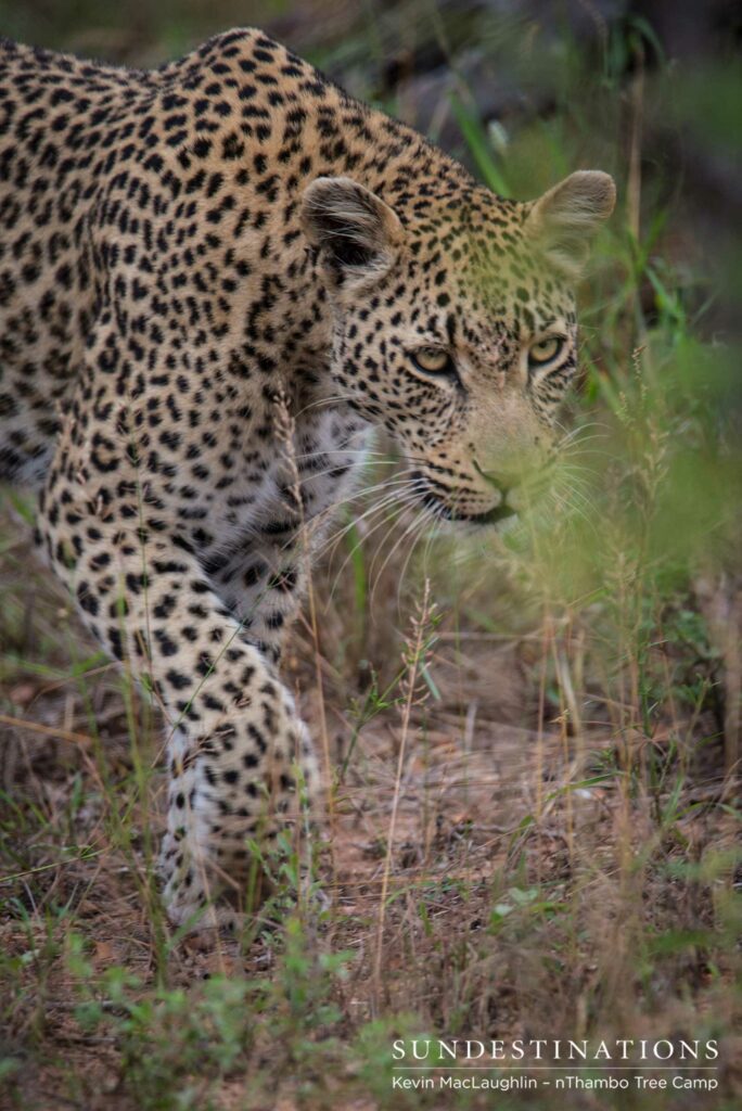 Ross Dam Leopardess