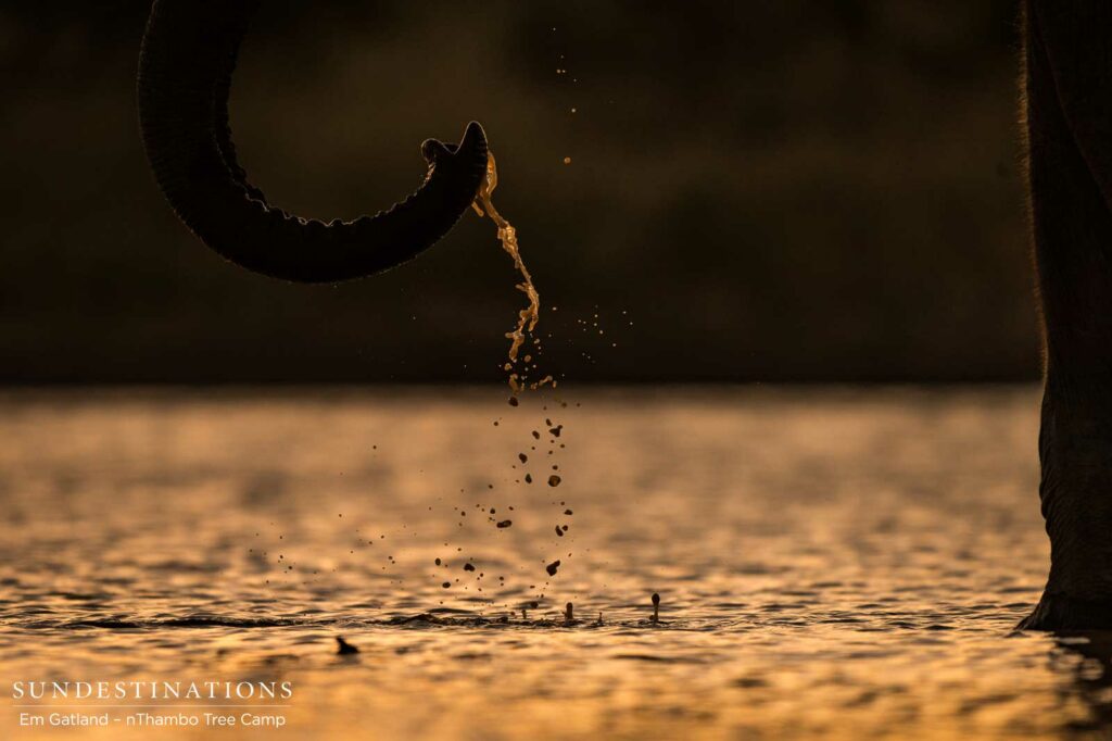 Intricate details at a sunset drinks location shared with elephants