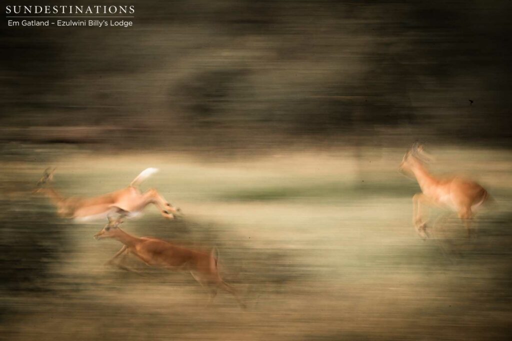 Full speed ahead! The colours of the bush veld are changing from greens to golds - a sure sign winter is coming.