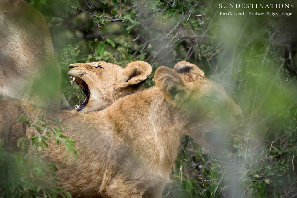 Growing up wild, a pair of lion cubs toughen each other up in preparation for life in the bushveld