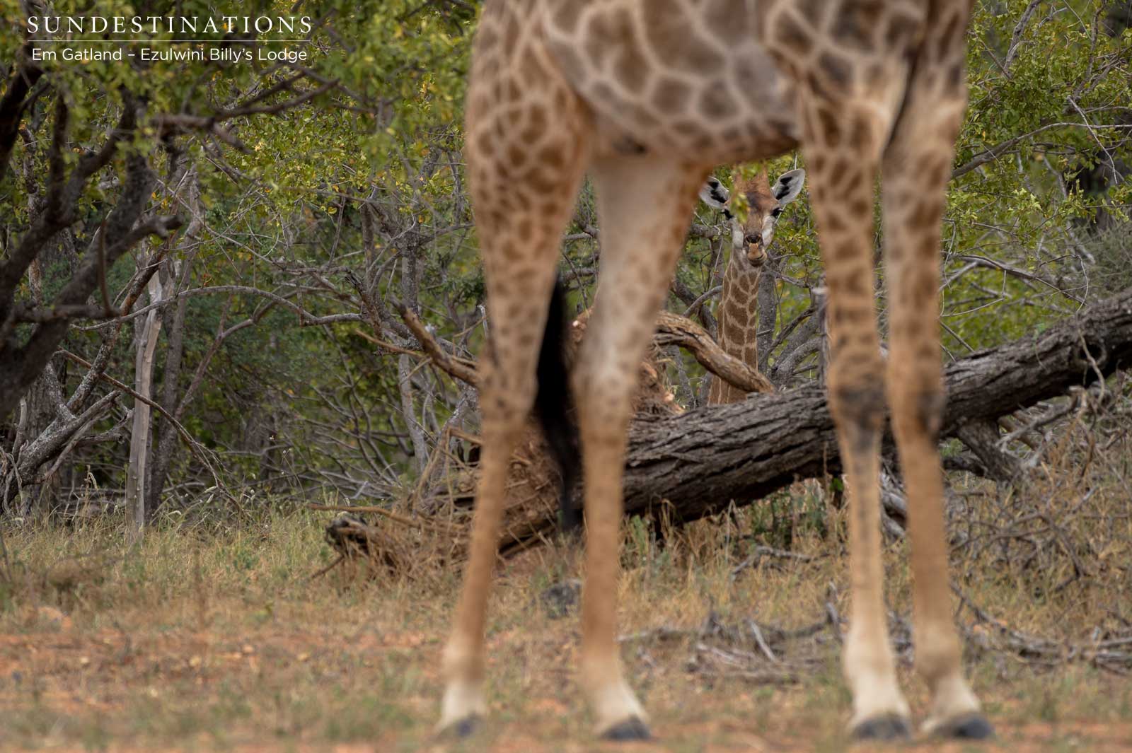 Giraffe and Calf Ezulwini Giraffe and Calf Ezulwini