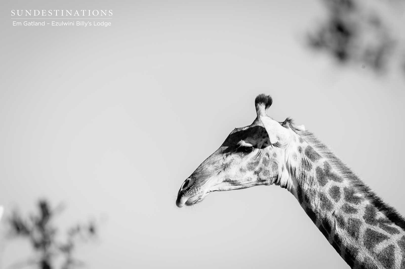 Giraffe at Ezulwini Game Lodges Giraffe at Ezulwini Game Lodges
