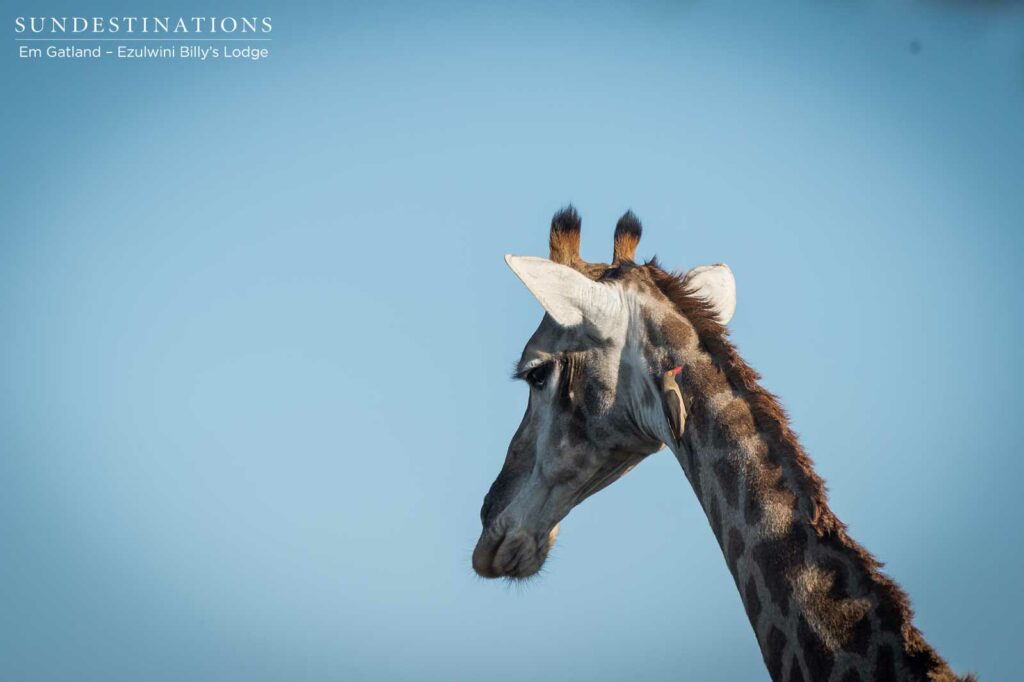 Giraffe in Balule Nature Reserve