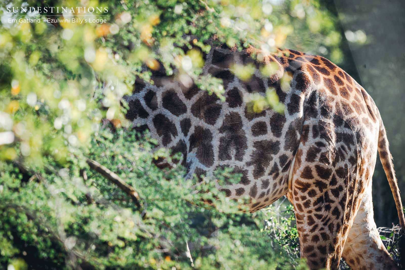 Giraffe in Bushveld Giraffe in Bushveld