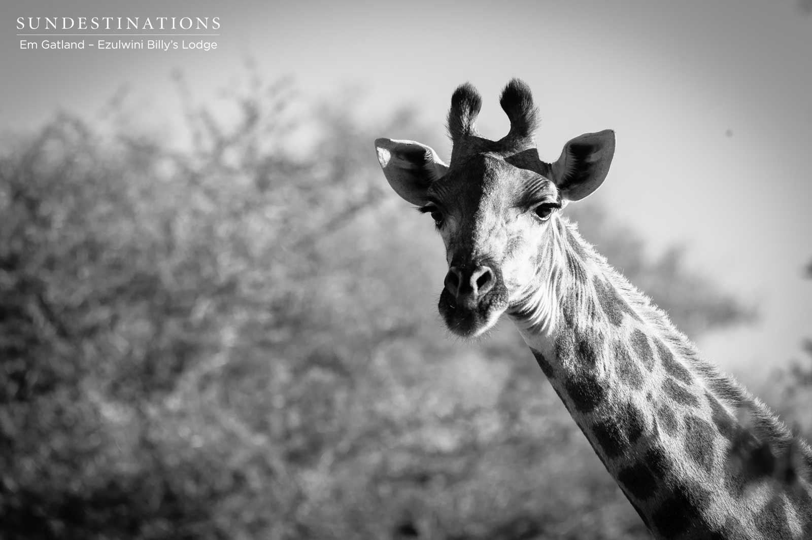 Ezulwini Game Lodges Giraffe Ezulwini Game Lodges Giraffe