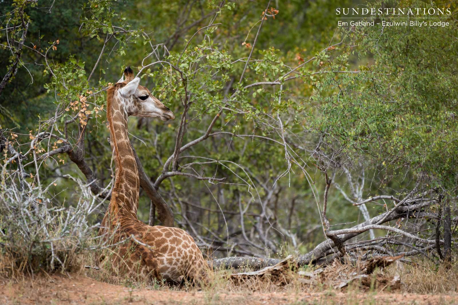 Giraffe at Ezulwini Game Lodges Giraffe at Ezulwini Game Lodges