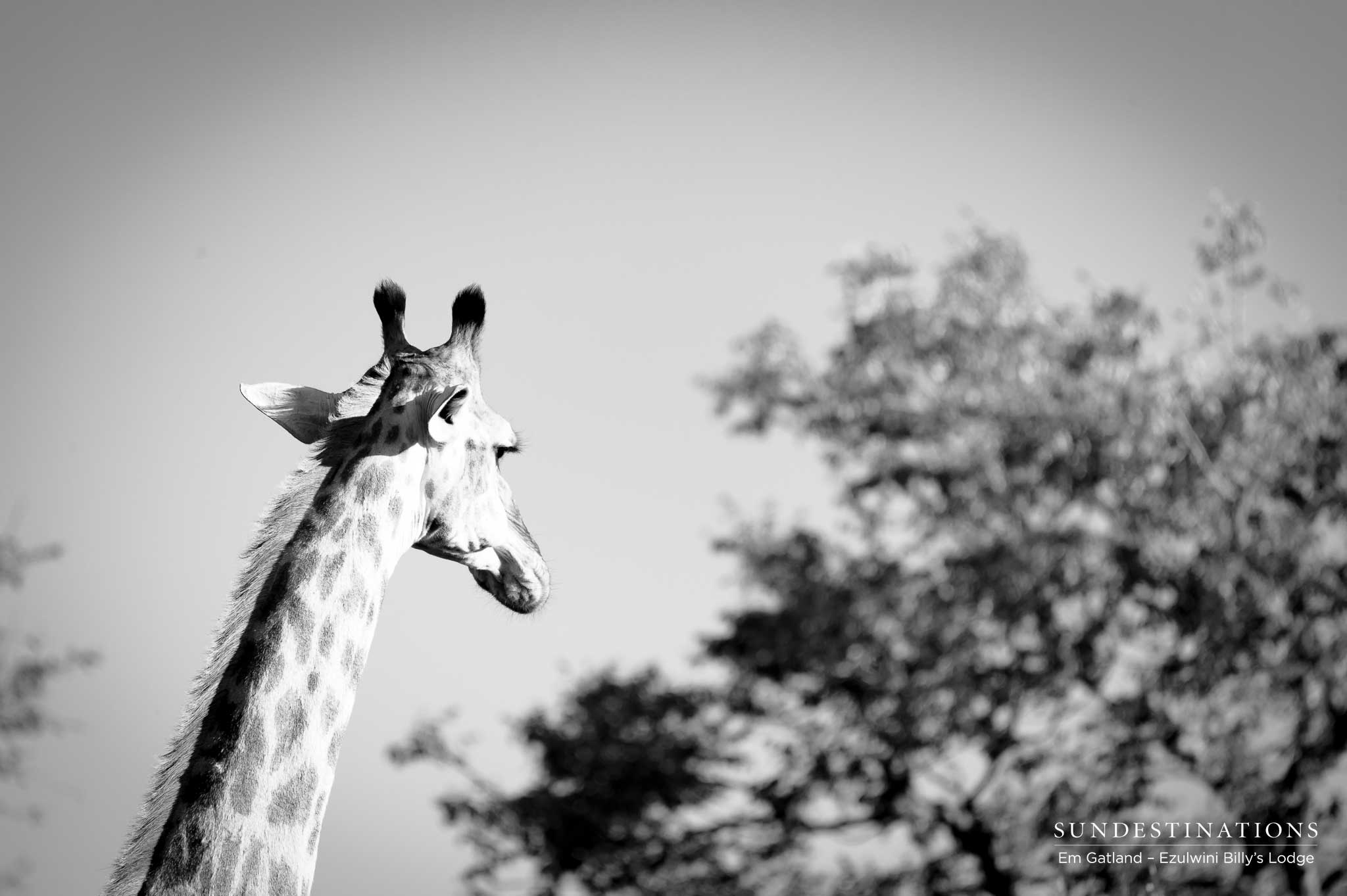 Giraffe on the Horizon Ezulwini Giraffe on the Horizon Ezulwini