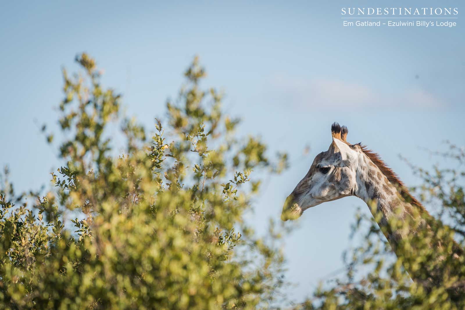 Giraffe in Balule Nature Reserve Giraffe in Balule Nature Reserve