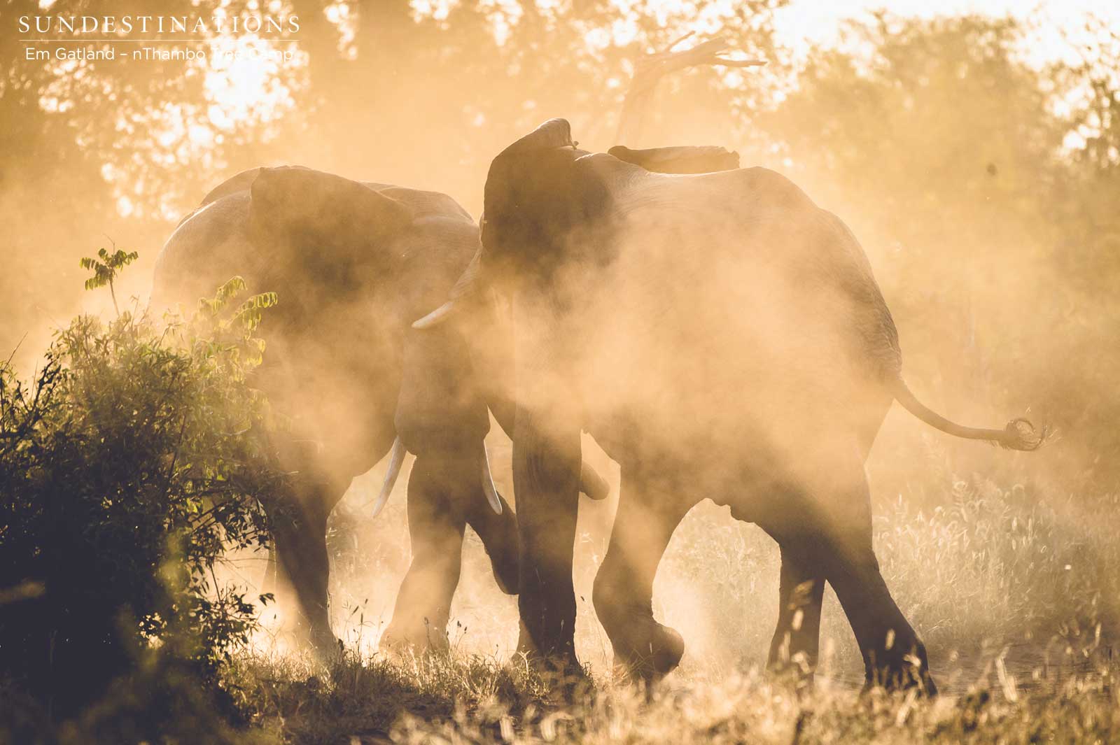Elephant Dance nThambo