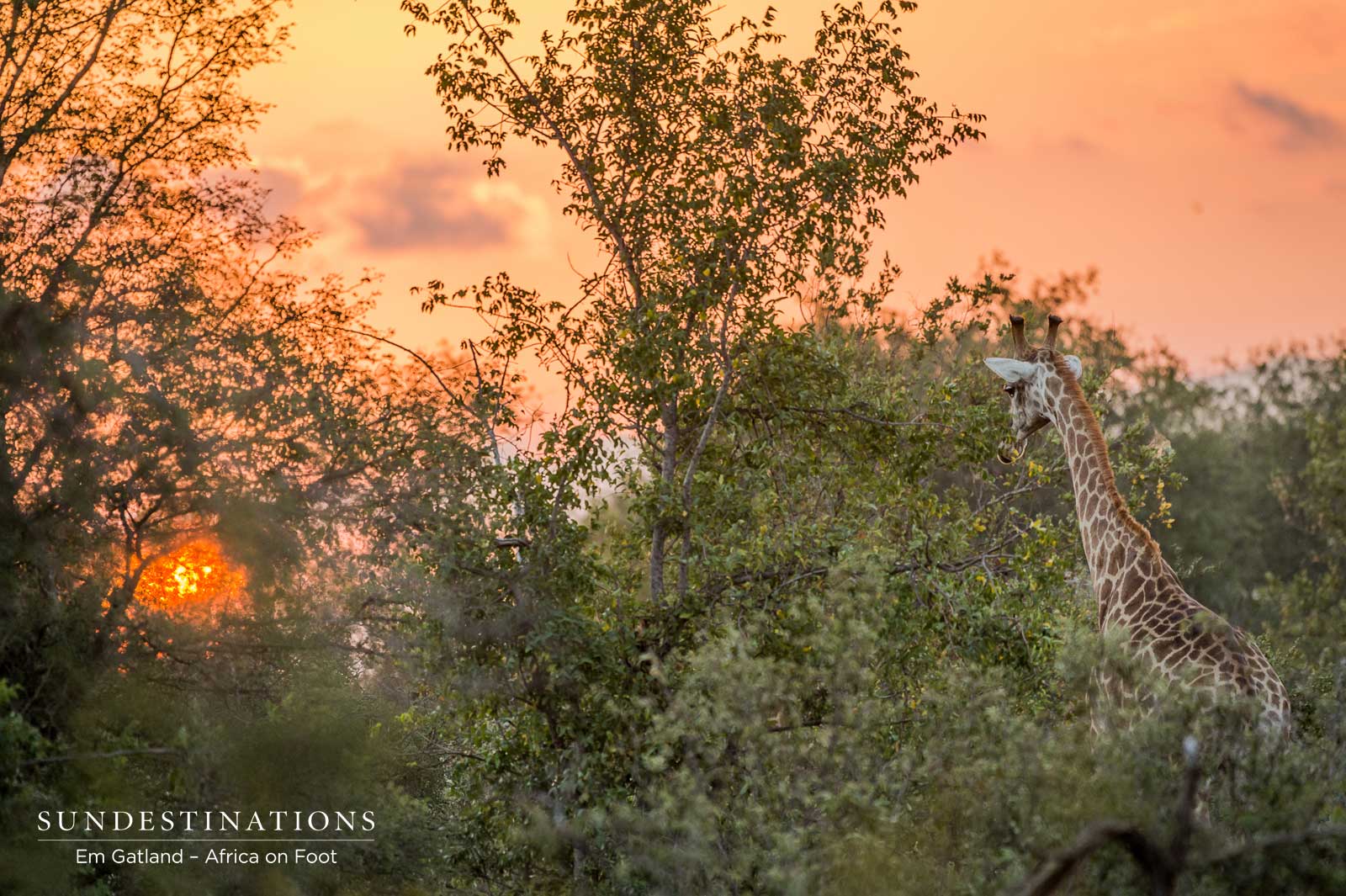 Giraffe Africa on Foot