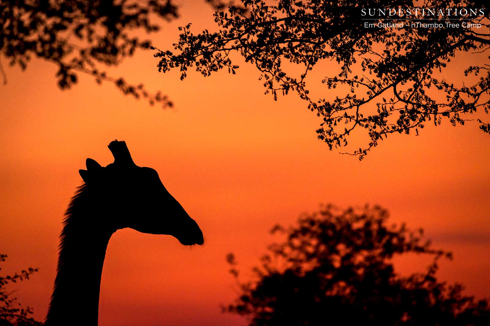 Giraffe nThambo Tree Camp
