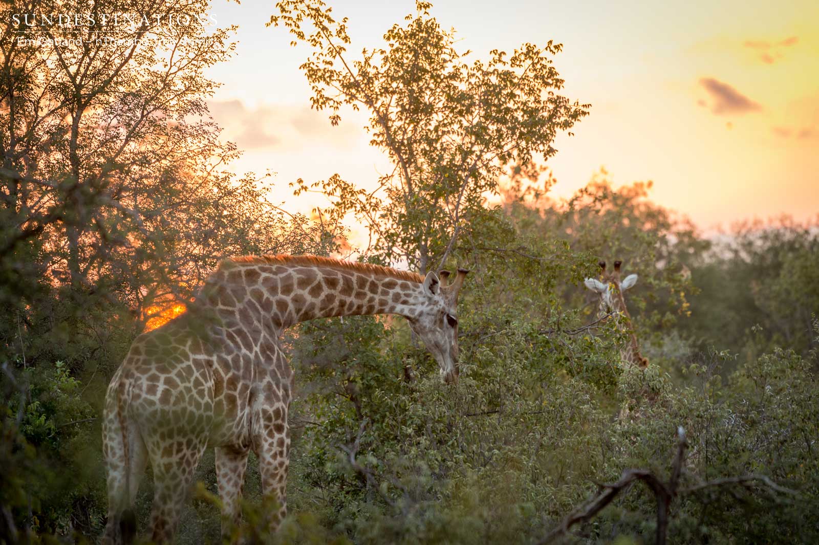Giraffen Thambo Golden Light