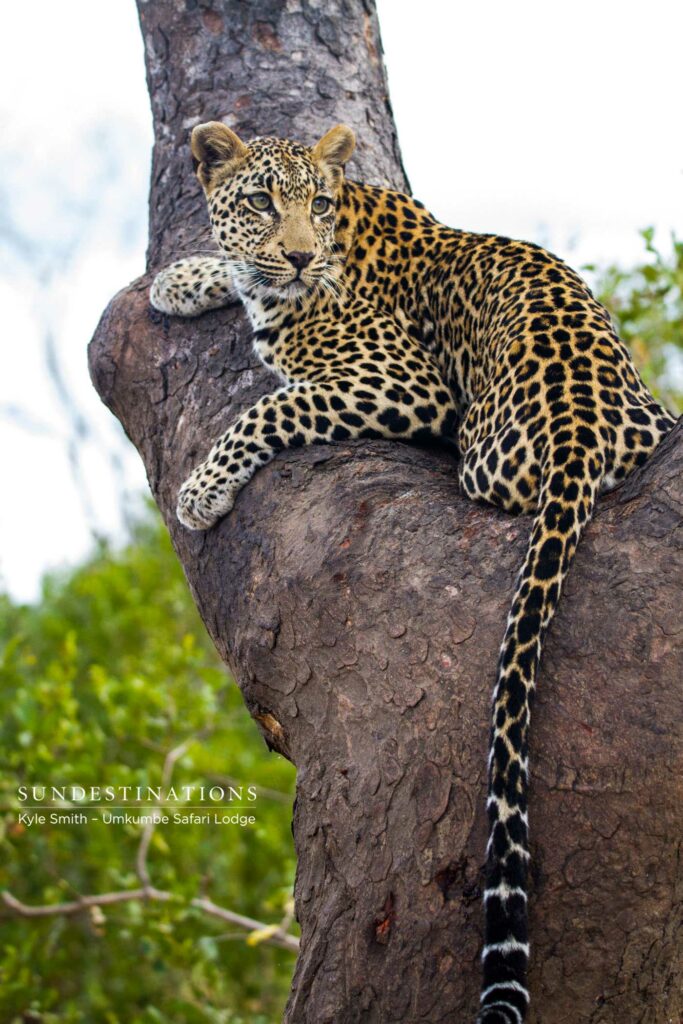 Tatowa finds a comfortable position in the bough of a marula tree and watches the activity below