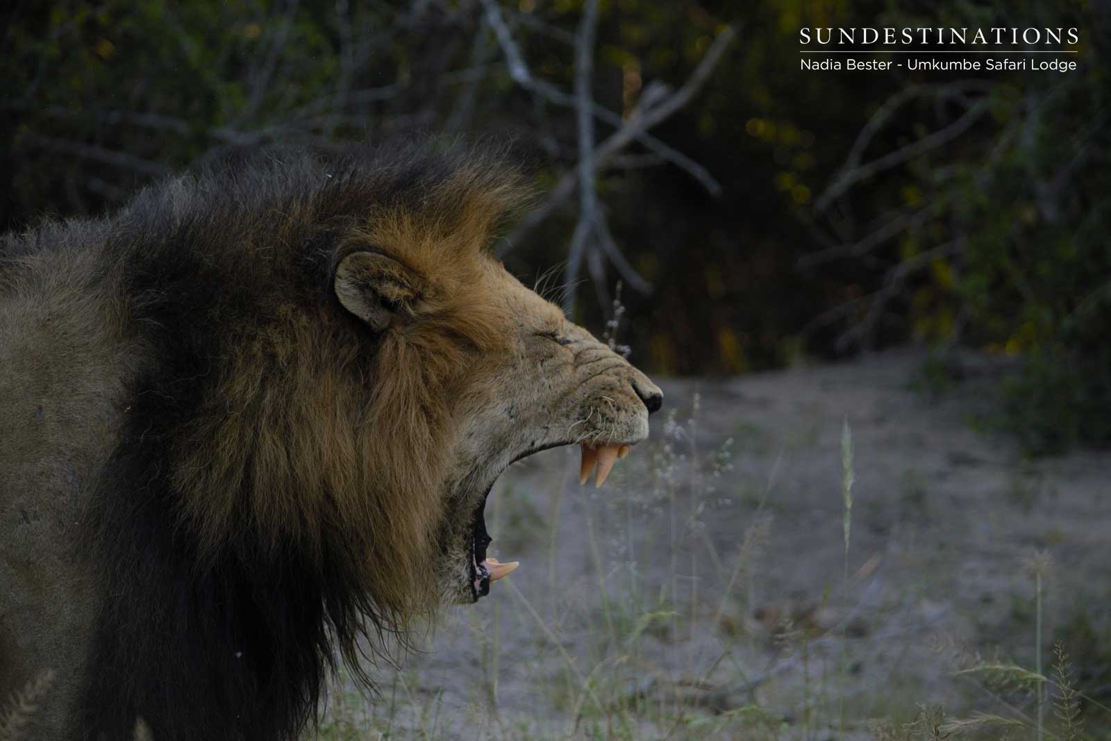 Matshapiri Male Roaring