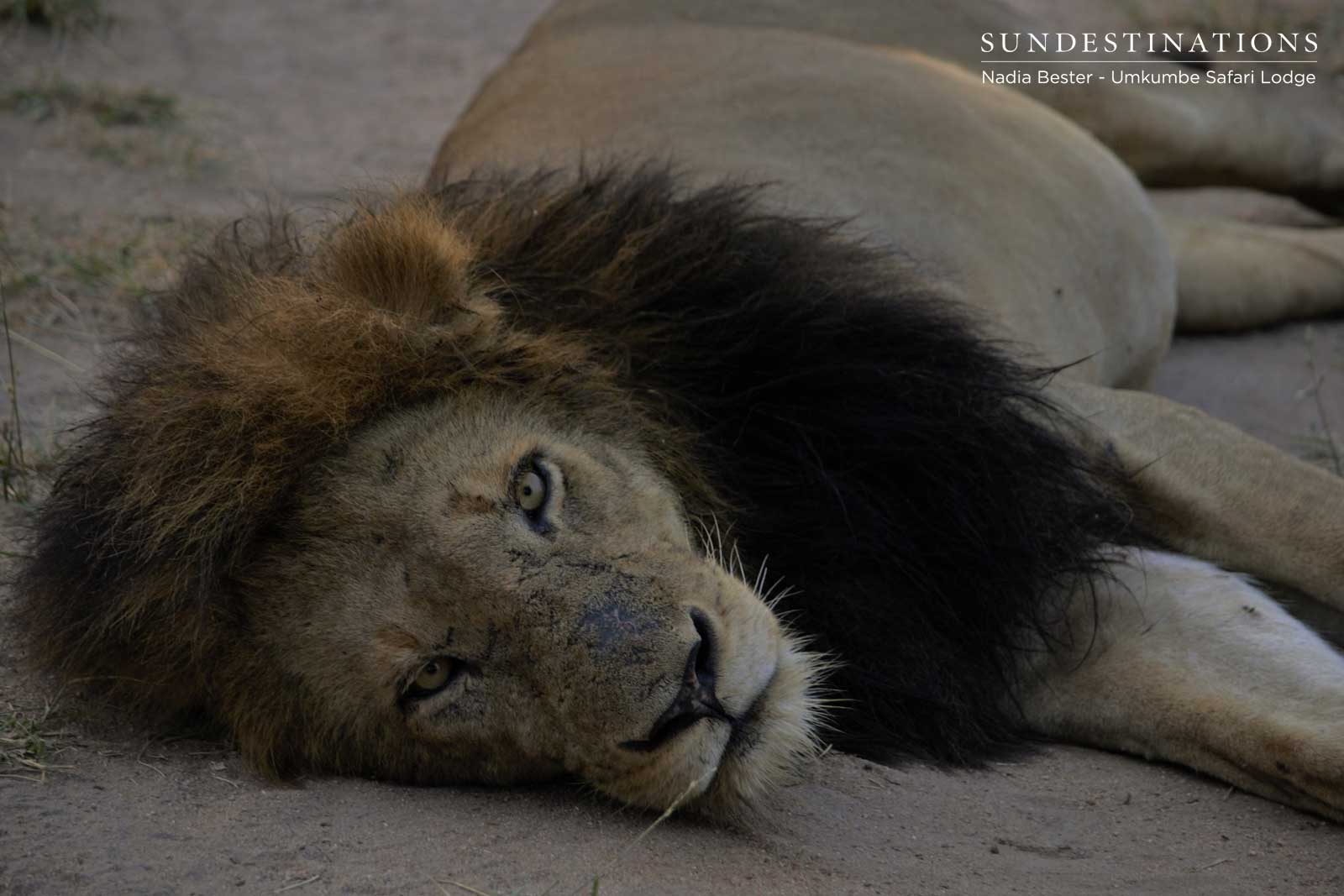 Matshapiri Resting Sabi Sand