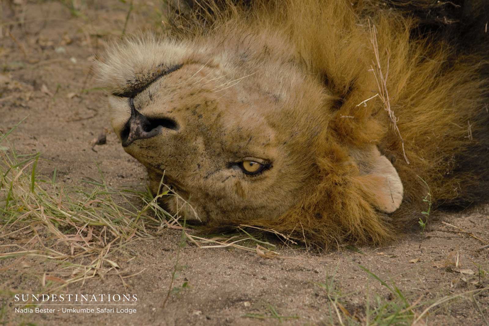 Matshapiri Male Lion