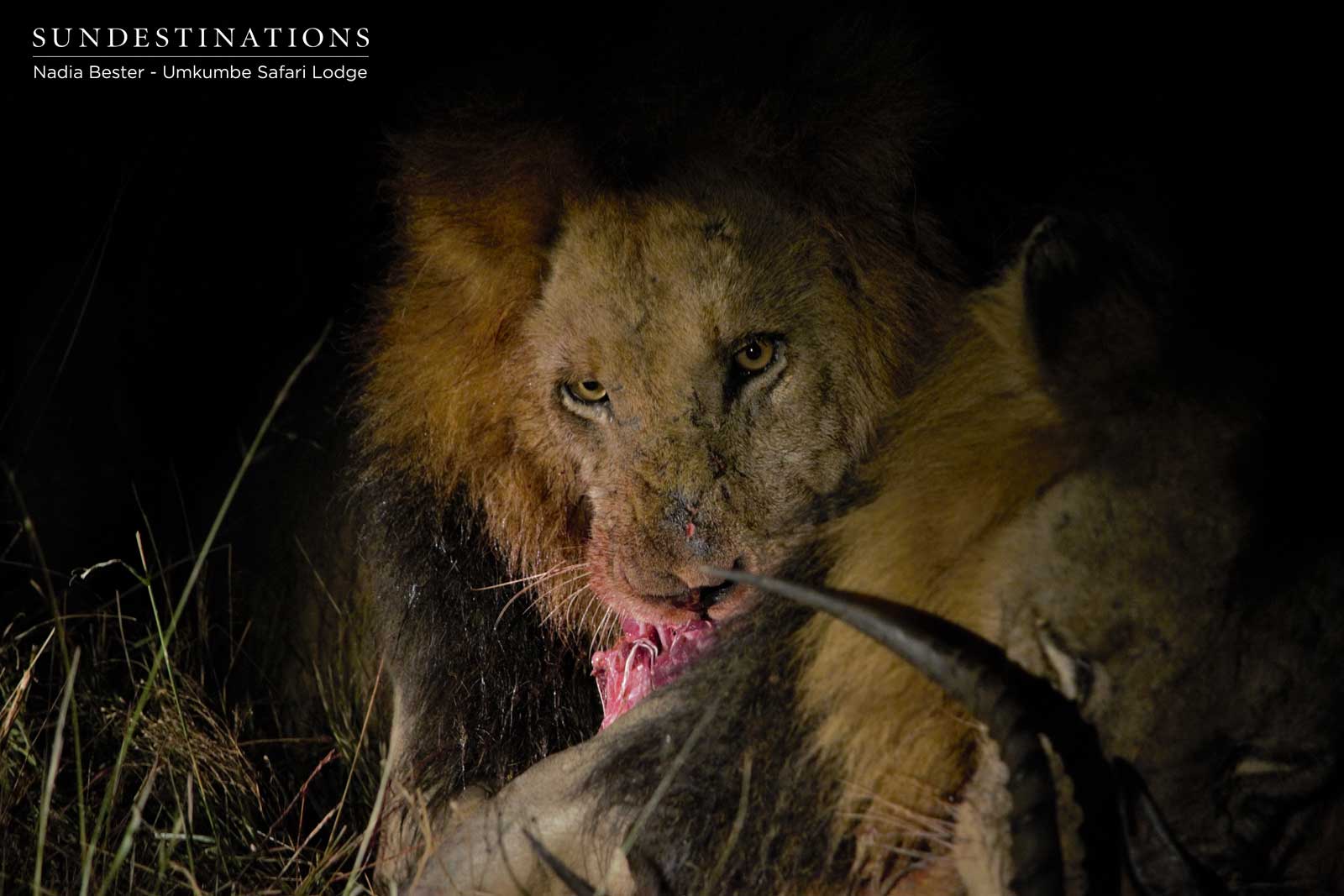 Matshapiri Lion Kill