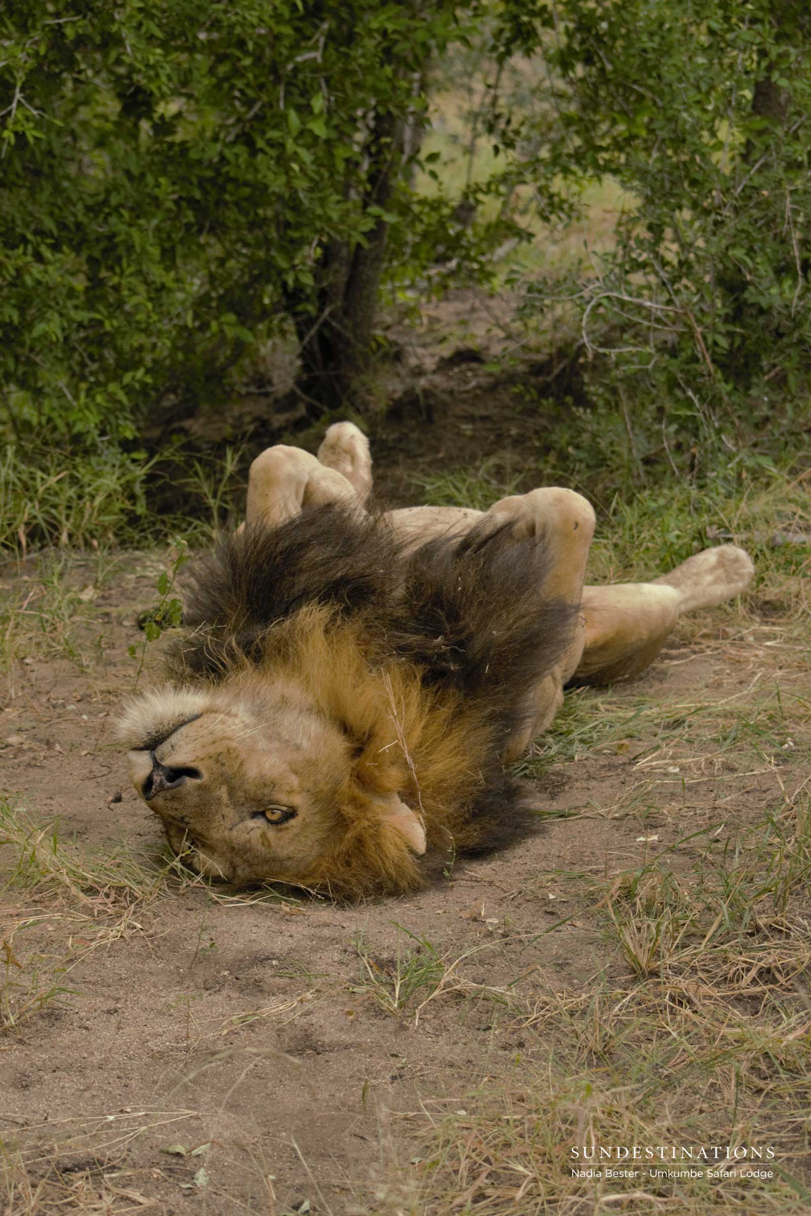 Matshipiri Male Resting