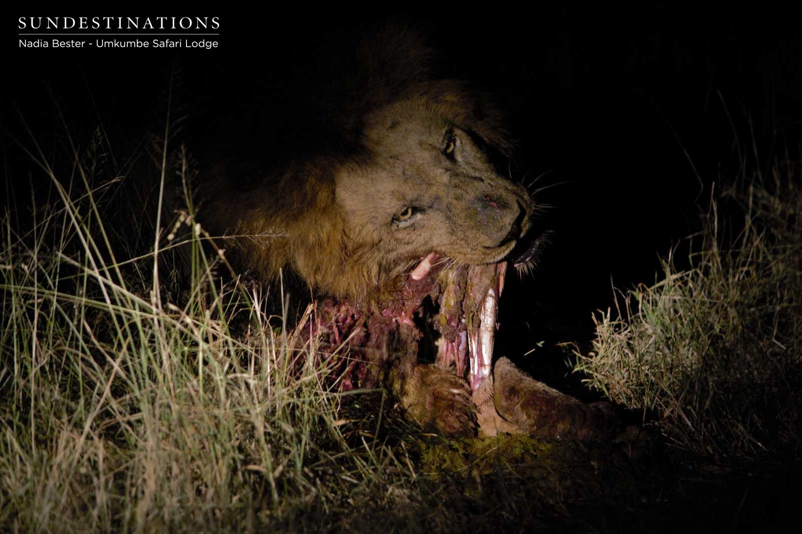Matshipiri Male Devours Impala