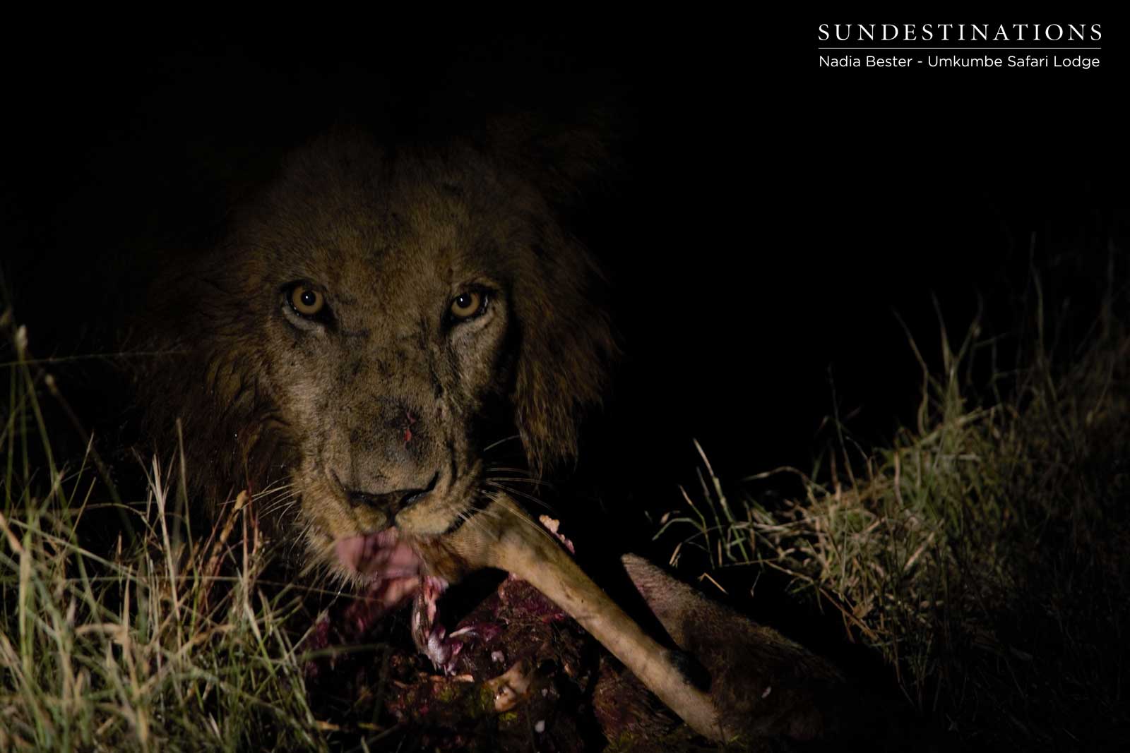 Matshipiri Male - Sabi Sand