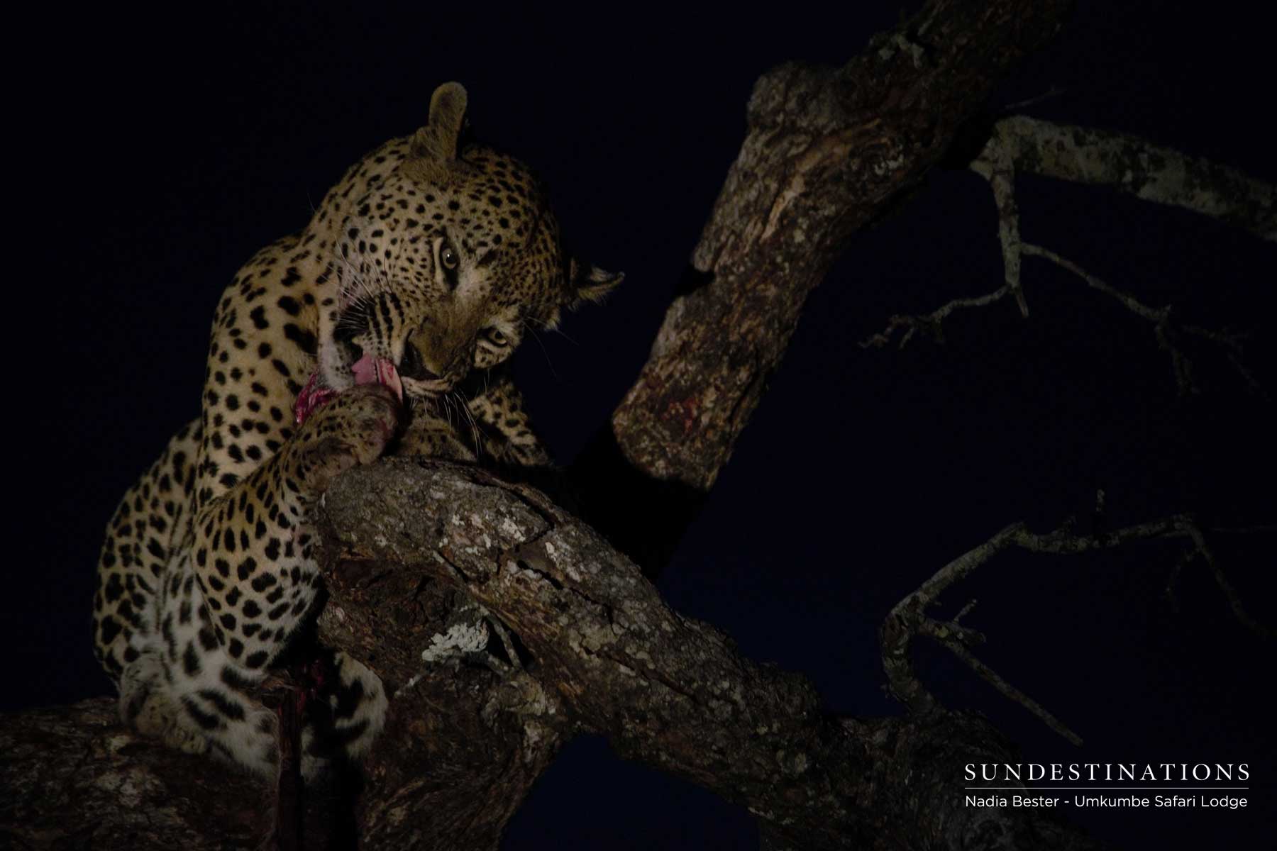 Mxabene Eating Kill - Night