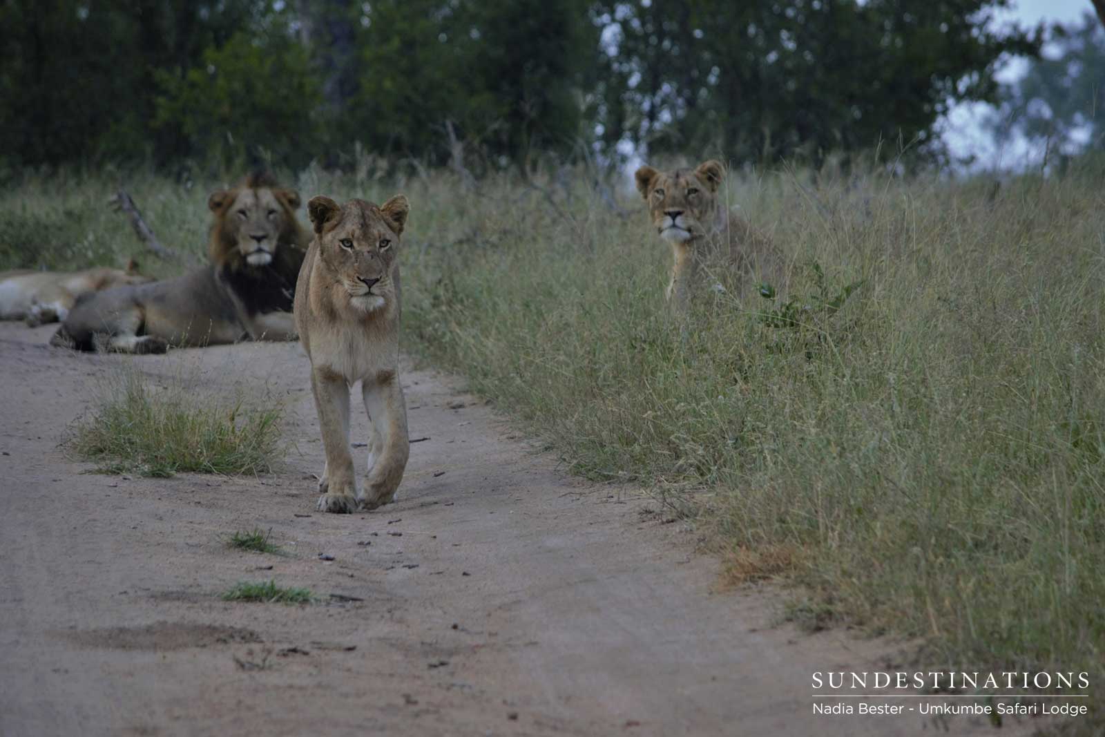 Mhangeni Lioness Road