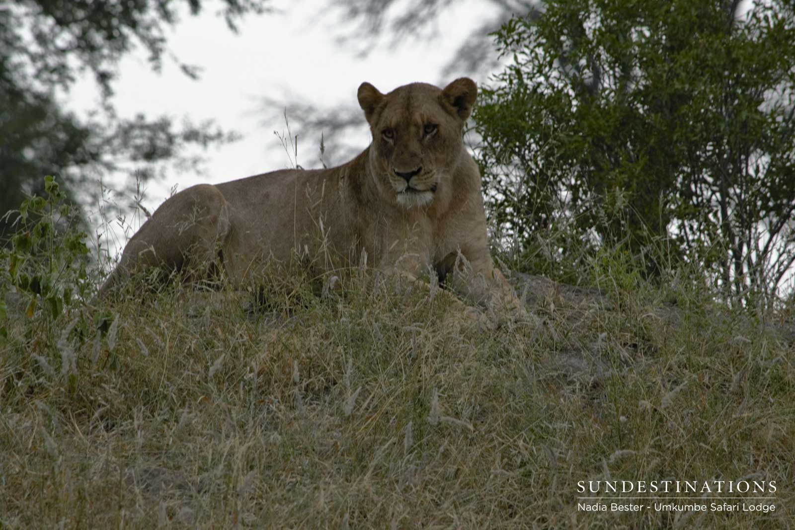 Mhangeni - Umkumbe Safari Lodge