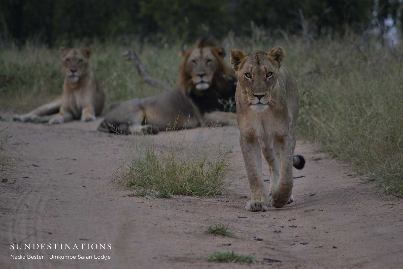 Mhangenis with Matshipiri