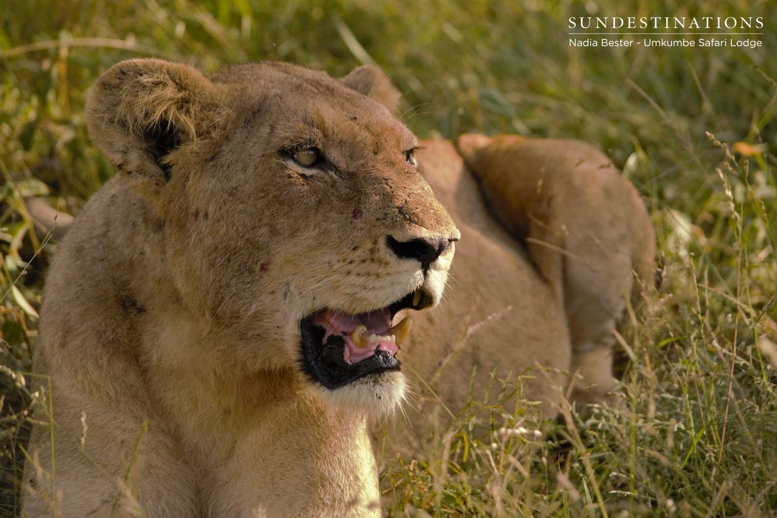 Spart Lioness at Umkumbe