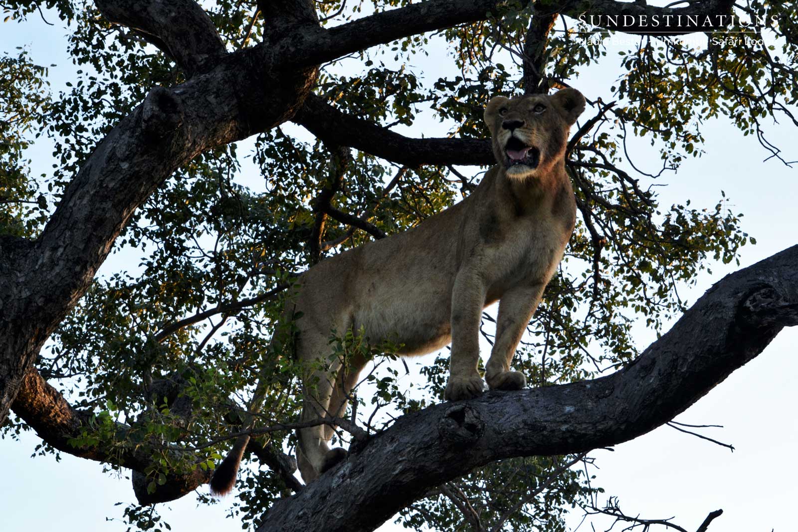 Sparta Lioness in Tree