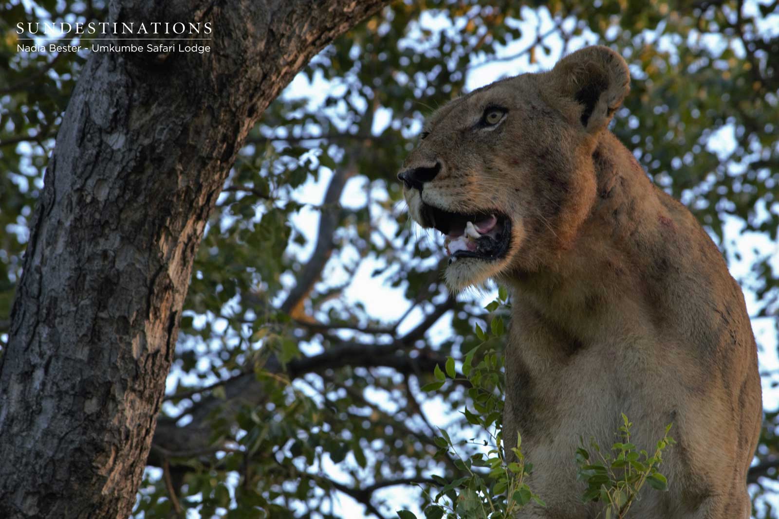 Umkumbe Sparta Lioness Sabi Sand