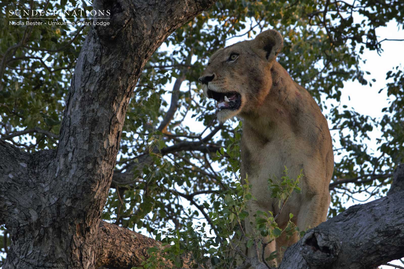Sparta Lioness in Tree