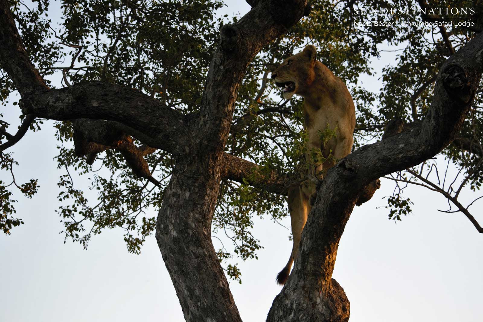 Sparta Climbing Trees
