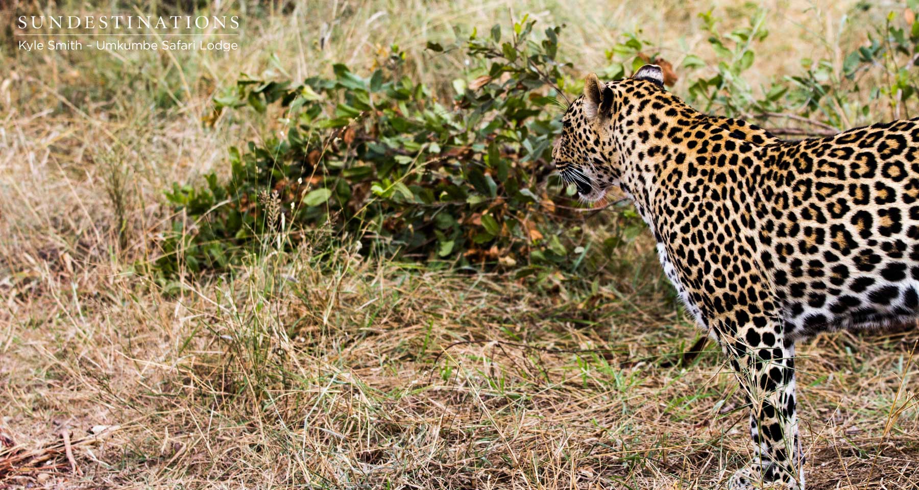 Tatowa the Leopardess