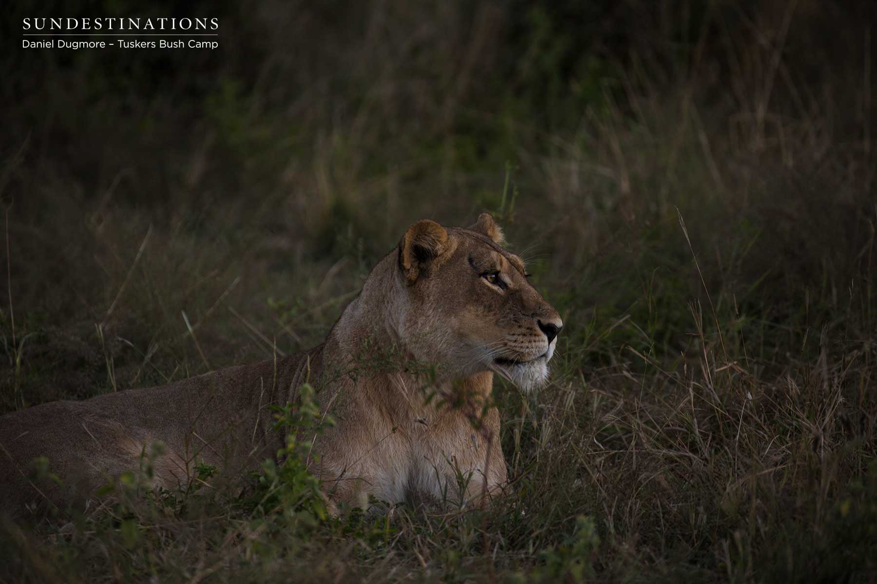 Lioness Kwatale Concession