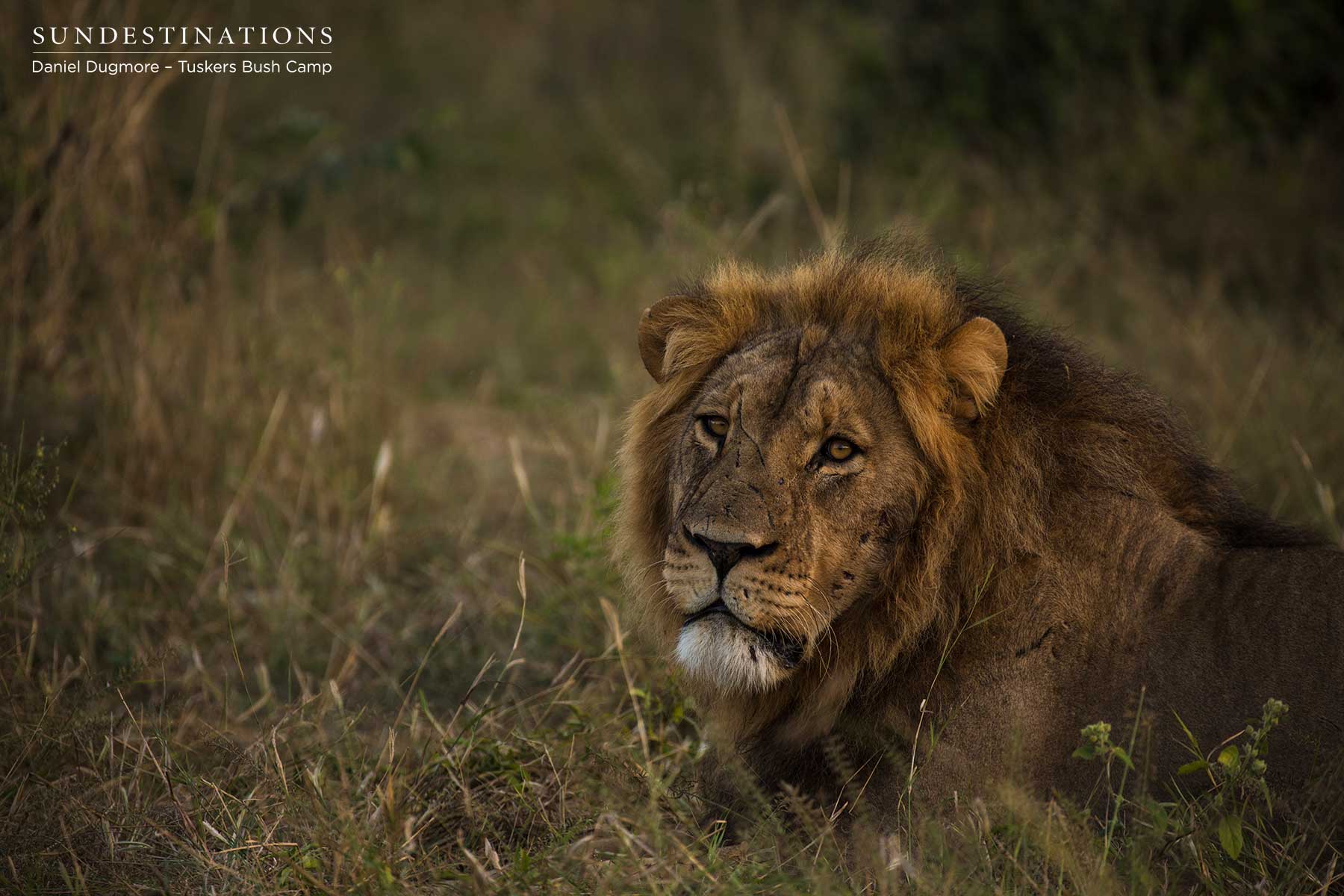 Male Lion in Kwatale Concession Botswana